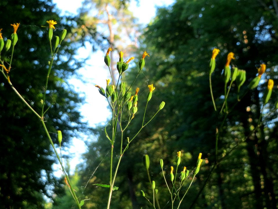 Gemeiner Rainkohl (Lapsana communis) im Schwetzinger Hardt