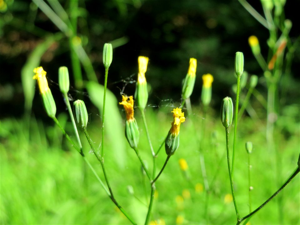 Gemeiner Rainkohl (Lapsana communis) im Schwetzinger Hardt