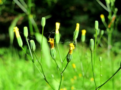 Gemeiner Rainkohl (Lapsana communis) im Schwetzinger Hardt