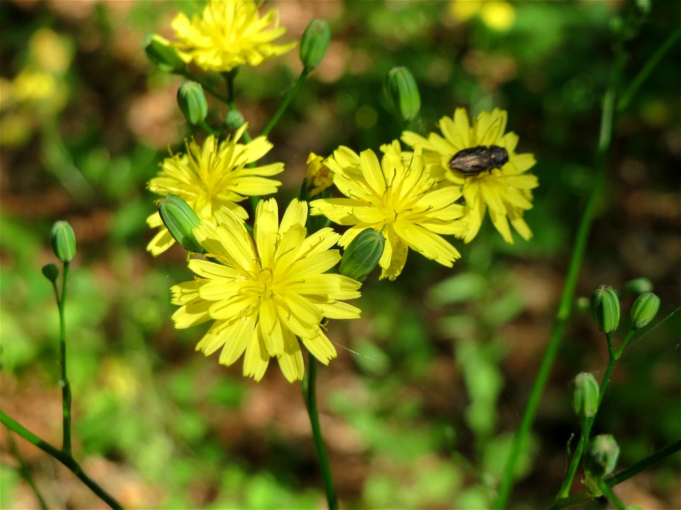 Gemeiner Rainkohl (Lapsana communis) in der Schwetzinger Hardt