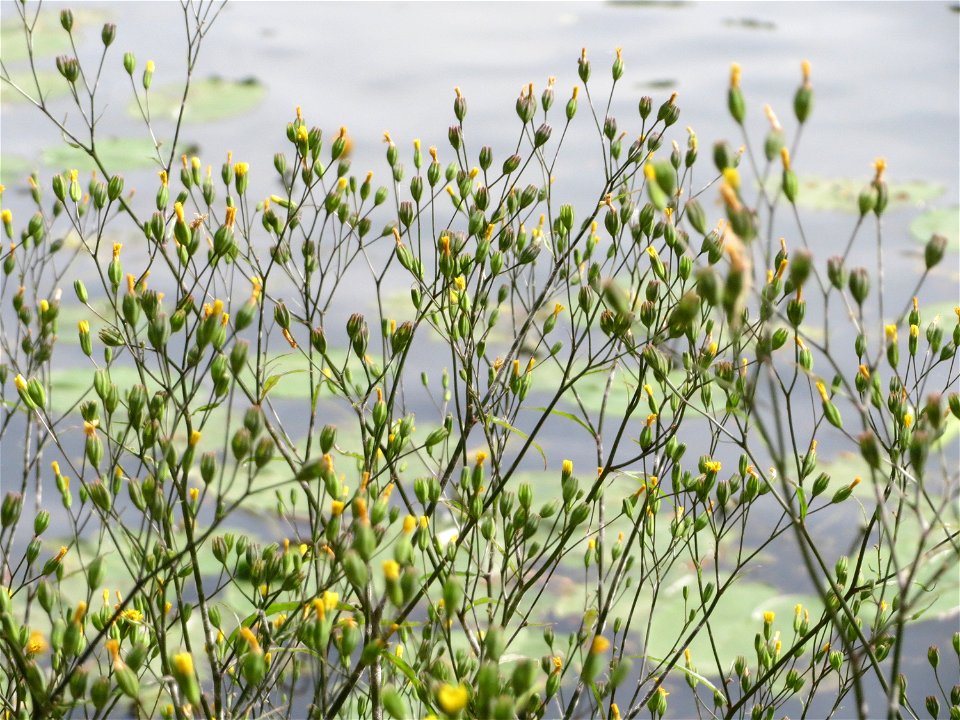 Gemeiner Rainkohl (Lapsana communis) an der Saar in Saarbrücken
