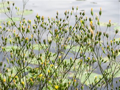 Gemeiner Rainkohl (Lapsana communis) an der Saar in Saarbrücken