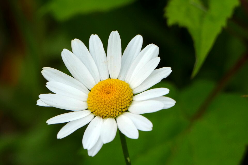 Daisy white summer