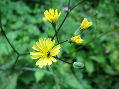Gemeiner Rainkohl (Lapsana communis) im Meerwald bei Bübingen