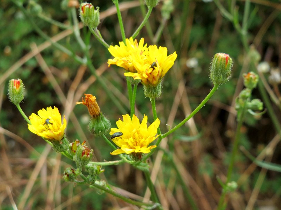 Gemeiner Rainkohl (Lapsana communis) in Bruchmühlbach-Miesau