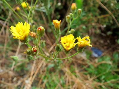 Gemeiner Rainkohl (Lapsana communis) in Bruchmühlbach-Miesau