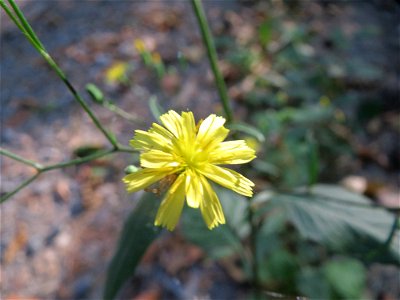 Mauerlattich (Mycelis muralis) im Schwetzinger Hardt