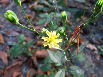 Mauerlattich (Mycelis muralis) im Schwetzinger Hardt