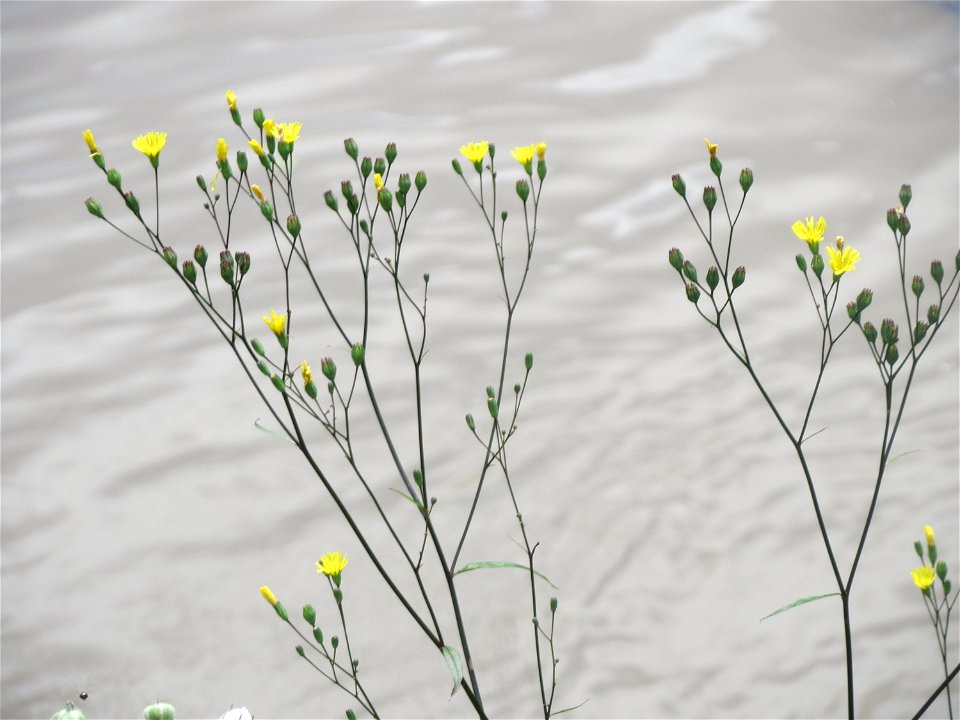Gemeiner Rainkohl (Lapsana communis) an der Saar in Saarbrücken