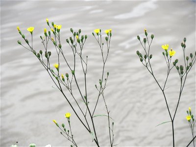 Gemeiner Rainkohl (Lapsana communis) an der Saar in Saarbrücken