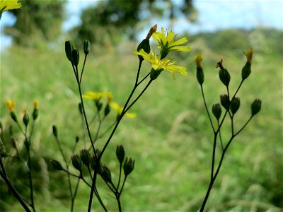Gemeiner Rainkohl (Lapsana communis) in Saarbrücken