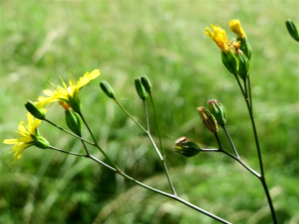 Gemeiner Rainkohl (Lapsana communis) in Saarbrücken