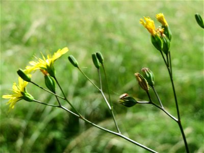 Gemeiner Rainkohl (Lapsana communis) in Saarbrücken