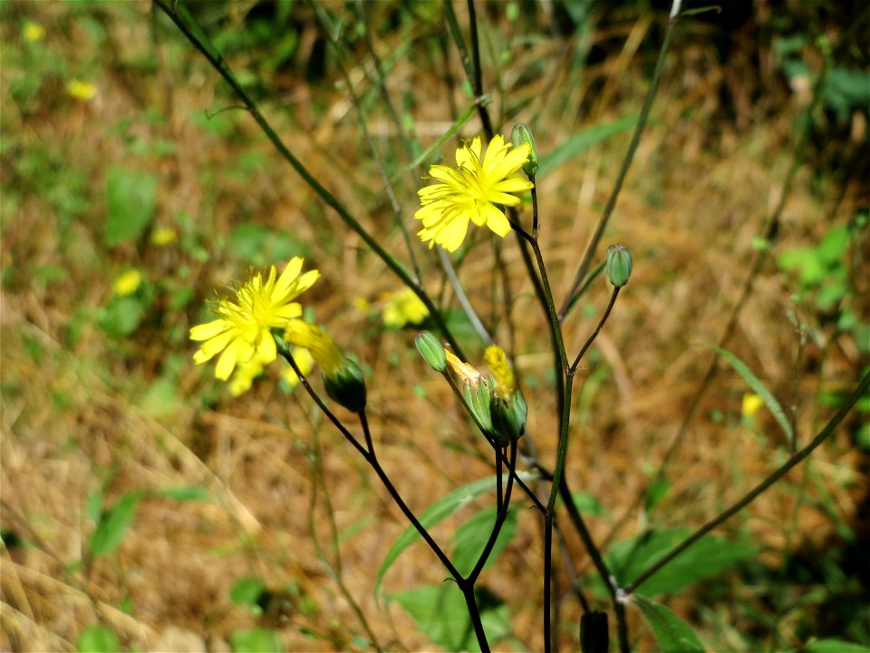 Gemeiner Rainkohl (Lapsana communis) im Almet in Sankt Arnual