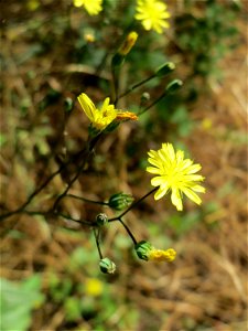Gemeiner Rainkohl (Lapsana communis) im Almet in Sankt Arnual