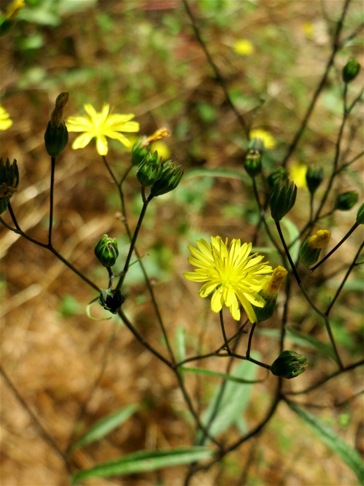 Gemeiner Rainkohl (Lapsana communis) im Almet in Sankt Arnual