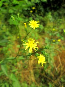 Gemeiner Rainkohl (Lapsana communis) in der Schwetzinger Hardt