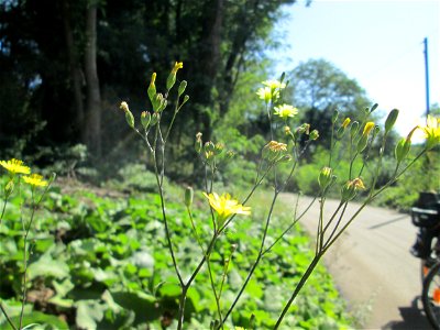 Gemeiner Rainkohl (Lapsana communis) an der Werkshalde Halberg in Brebach