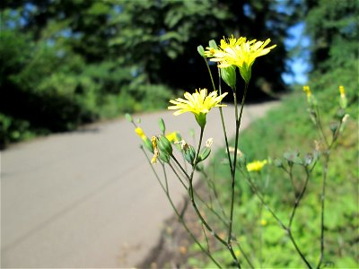 Gemeiner Rainkohl (Lapsana communis) an der Werkshalde Halberg in Brebach