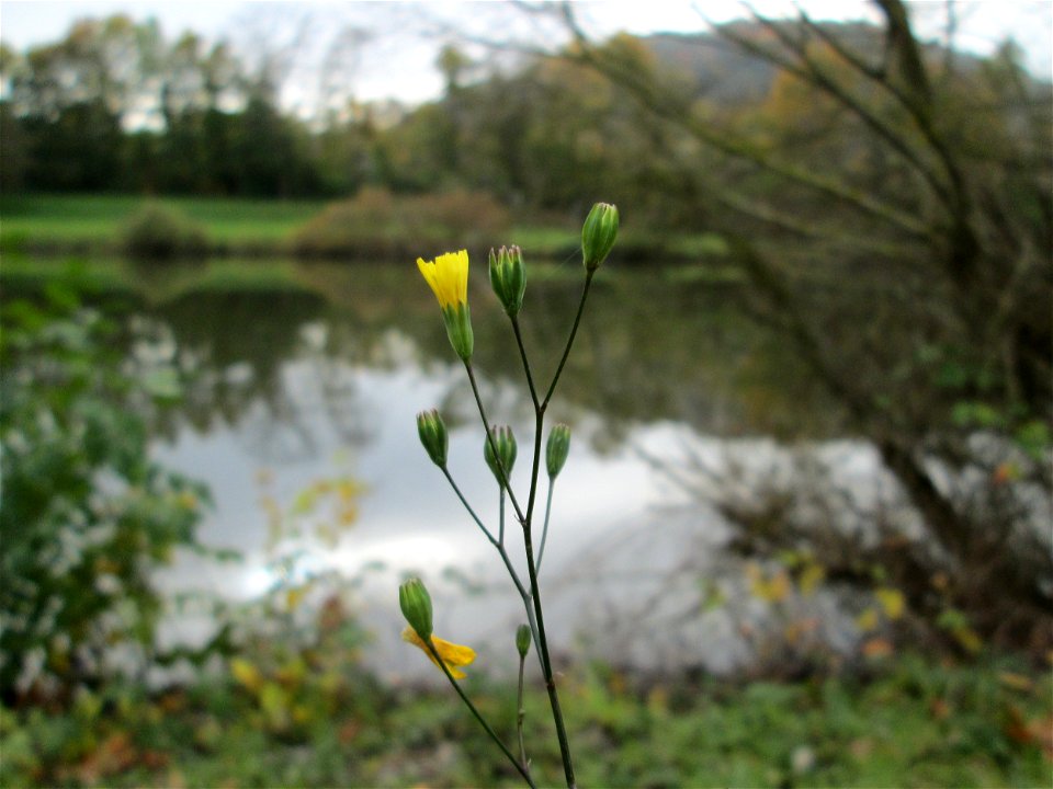 Gemeiner Rainkohl (Lapsana communis) an der Saar in Saarbrücken