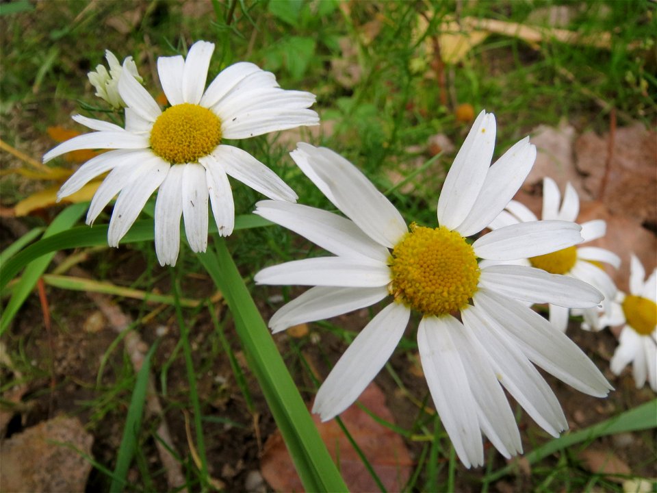 Falsche Kamille (Tripleurospermum inodorum) in Speyer