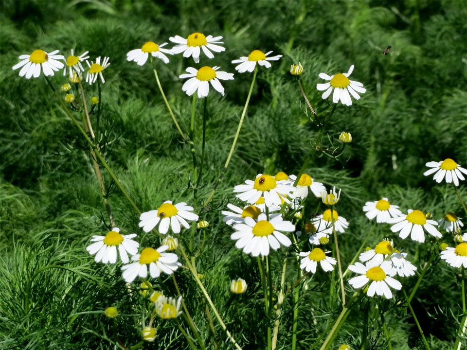 Geruchlose Kamille (Tripleurospermum inodorum) im Landschaftsschutzgebiet Hockenheimer Rheinbogen