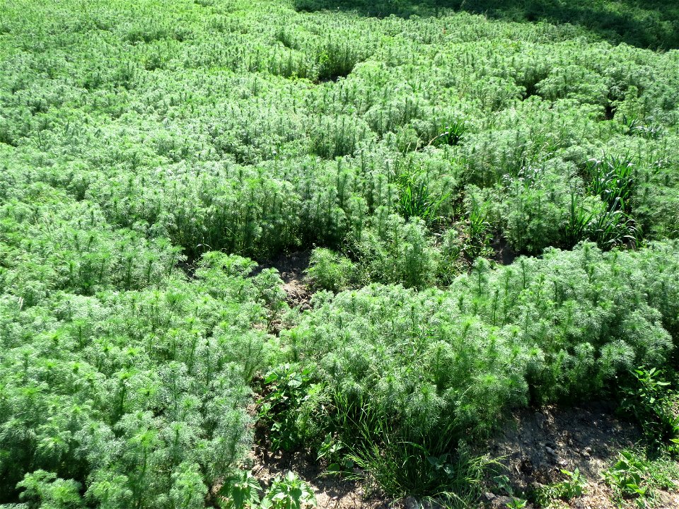 Geruchlose Kamille (Tripleurospermum inodorum) im Landschaftsschutzgebiet Hockenheimer Rheinbogen