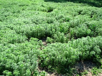Geruchlose Kamille (Tripleurospermum inodorum) im Landschaftsschutzgebiet Hockenheimer Rheinbogen