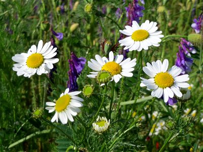 Geruchlose Kamille (Tripleurospermum inodorum) in Hockenheim
