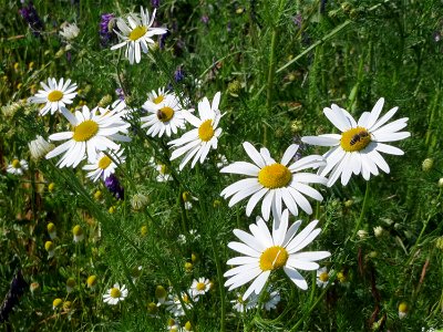 Geruchlose oder Falsche Kamille (Tripleurospermum inodorum) in Hockenheim