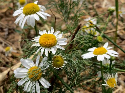 Falsche Kamille (Tripleurospermum inodorum) beim Flugfeld Erbenheim bei Wiesbaden