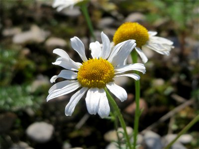 Geruchlose Kamille (Tripleurospermum inodorum) in Hockenheim-Talhaus