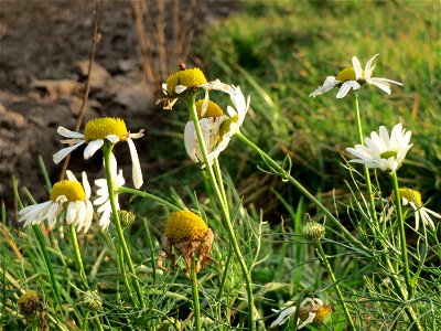 Geruchlose Kamille (Tripleurospermum inodorum) bei Hockenheim