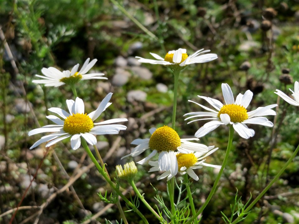 Geruchlose Kamille (Tripleurospermum inodorum) in Hockenheim-Talhaus