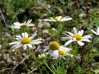 Geruchlose Kamille (Tripleurospermum inodorum) in Hockenheim-Talhaus