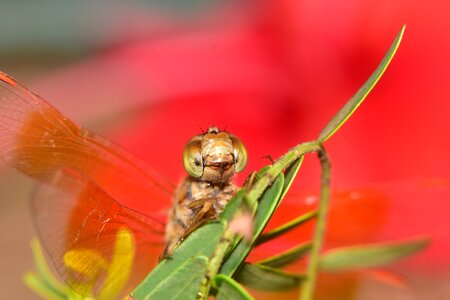 Macro close up red dragon