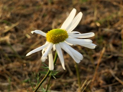 Geruchlose Kamille (Tripleurospermum inodorum) bei Hockenheim