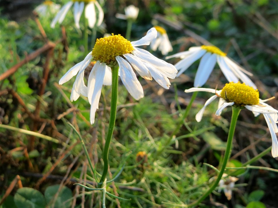 Geruchlose Kamille (Tripleurospermum inodorum) bei Hockenheim