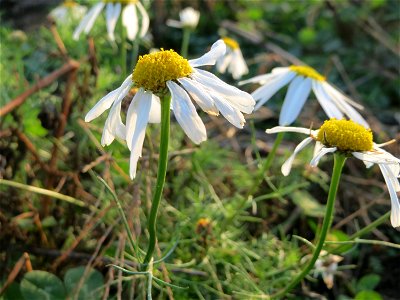 Geruchlose Kamille (Tripleurospermum inodorum) bei Hockenheim