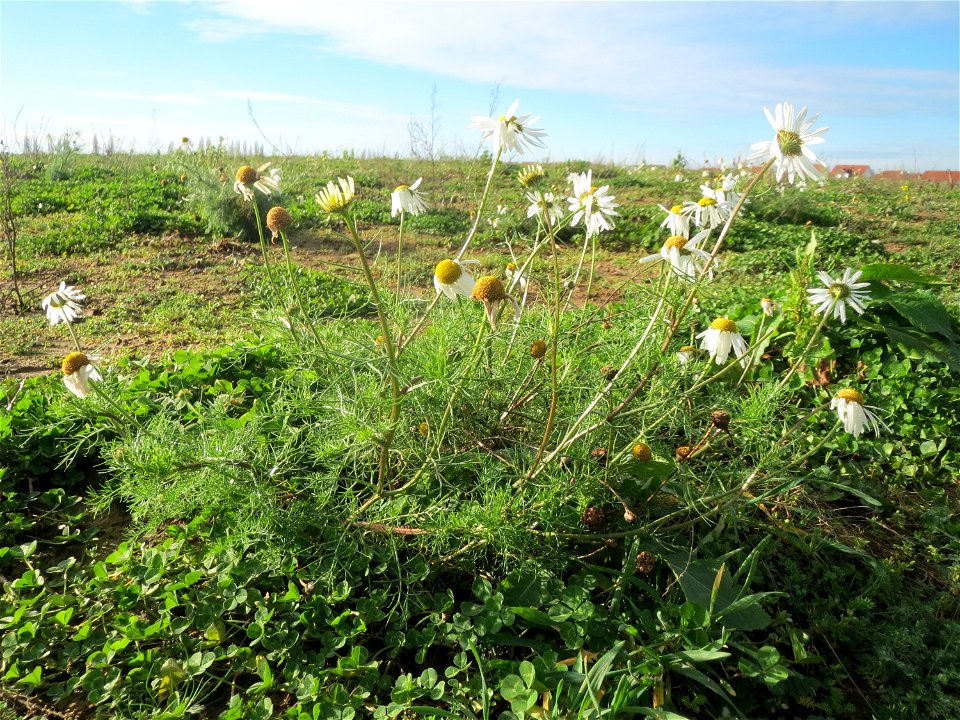 Geruchlose Kamille (Tripleurospermum inodorum) bei Hockenheim