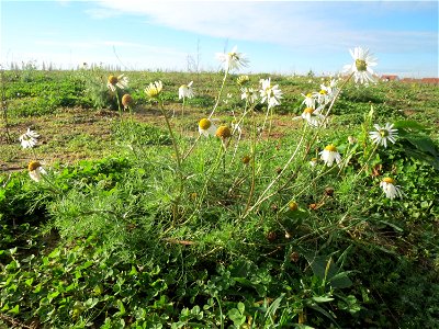 Geruchlose Kamille (Tripleurospermum inodorum) bei Hockenheim