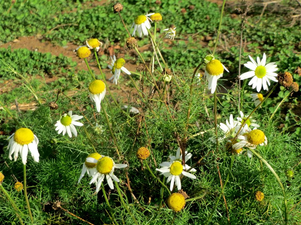 Geruchlose Kamille (Tripleurospermum inodorum) bei Hockenheim
