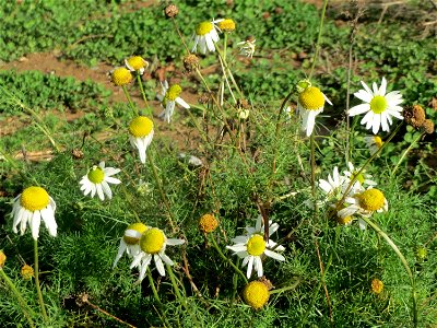 Geruchlose Kamille (Tripleurospermum inodorum) bei Hockenheim