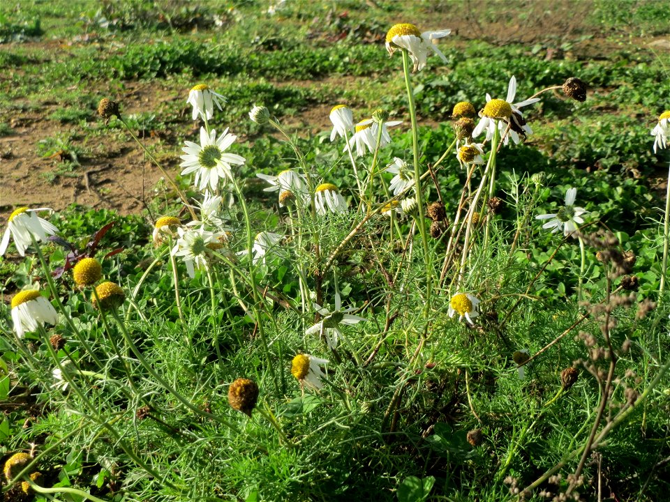 Geruchlose Kamille (Tripleurospermum inodorum) bei Hockenheim