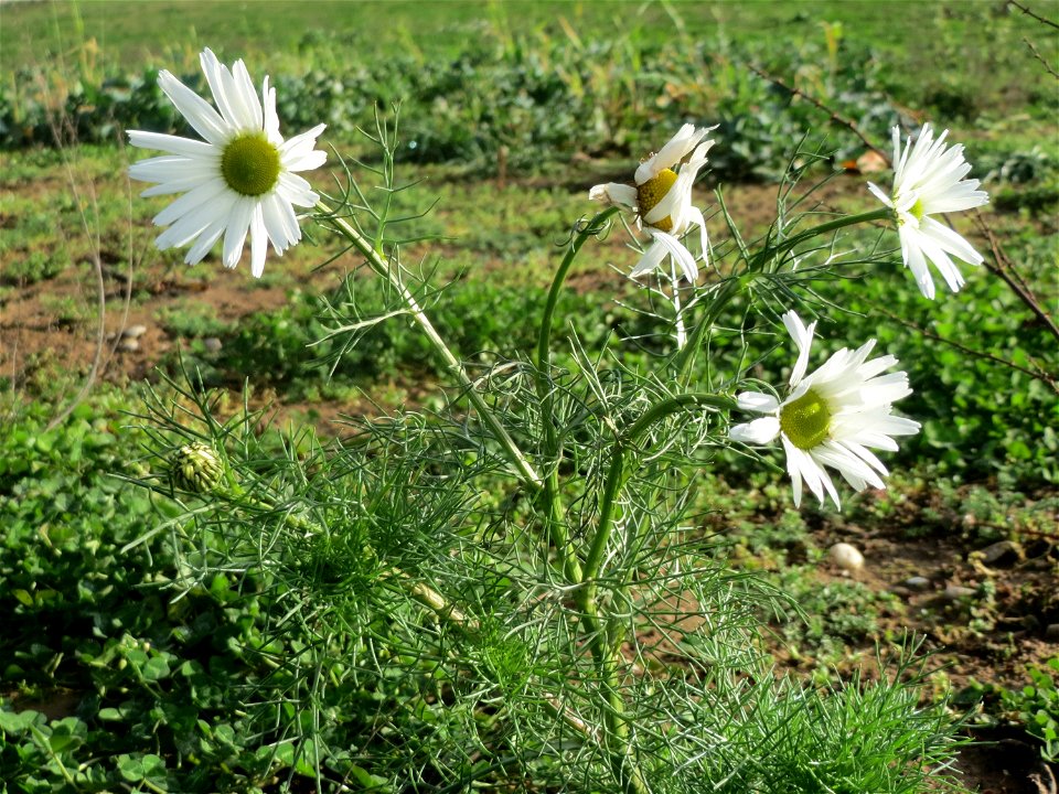 Geruchlose Kamille (Tripleurospermum inodorum) bei Hockenheim