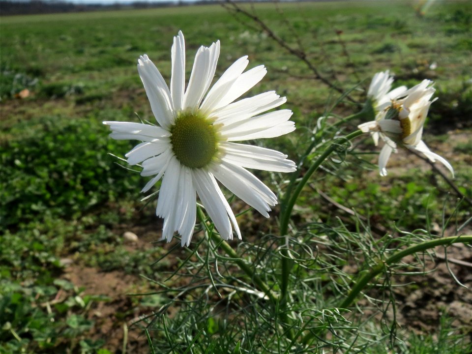 Geruchlose Kamille (Tripleurospermum inodorum) bei Hockenheim