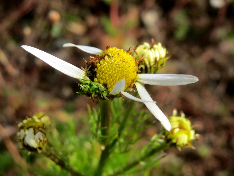 Geruchlose Kamille (Tripleurospermum inodorum) auf einer Brachfläche einer Baustelle in Hockenheim