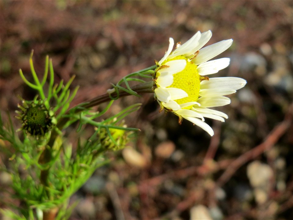 Geruchlose Kamille (Tripleurospermum inodorum) auf einer Brachfläche einer Baustelle in Hockenheim
