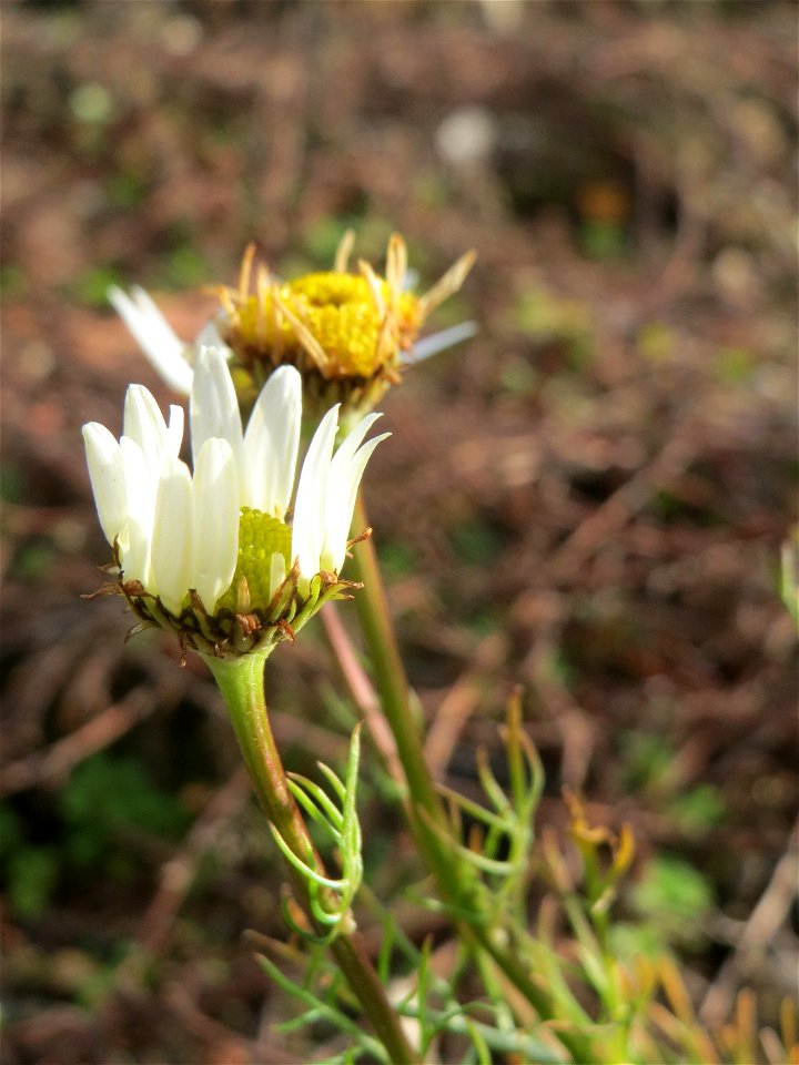 Geruchlose Kamille (Tripleurospermum inodorum) auf einer Brachfläche einer Baustelle in Hockenheim