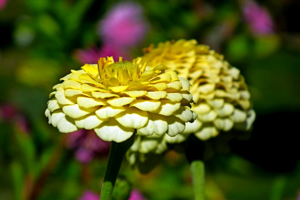 Nature garden closeup